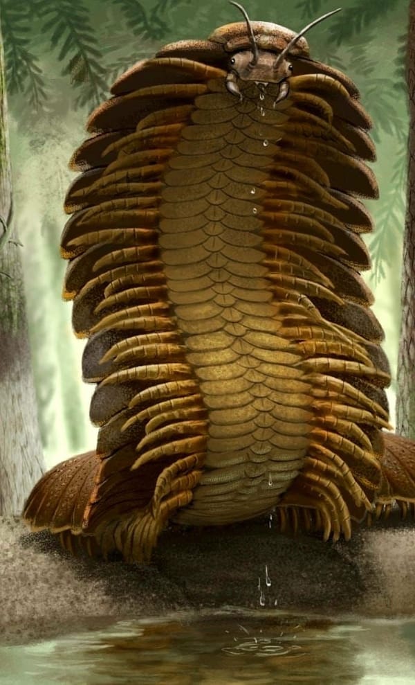 Arthropleura